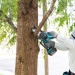 Makita DUC101Z Akku-Astsäge solo